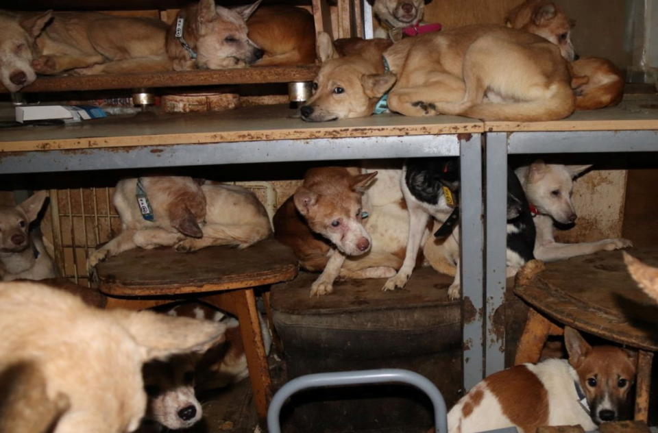 Dozens of dogs, the animal rights group say mostly malnourished and infected by parasites, are crammed inside a tiny house in Izumo, western Japan.