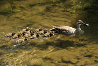 Os patos normalmente dormem em fila e o mais interessantes é que, segundo um grupo de pesquisadores, os animais posicionados nas pontas mantêm o olho que fica para fora aberto. Já os outros, no centro, fecham os dois olhos.