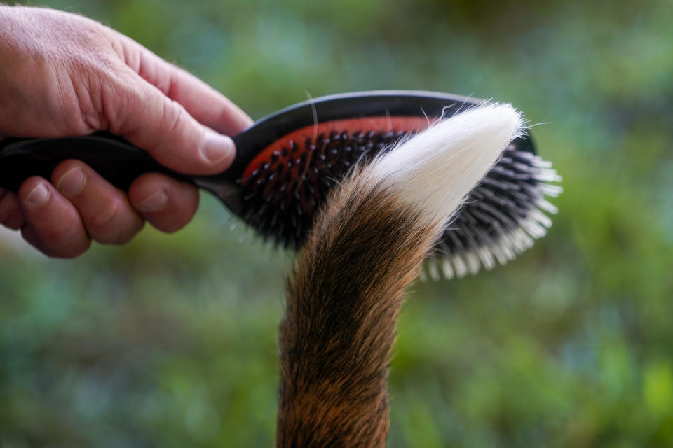 A handler brushes his beagle's tail before competing during the 146th Westminster Kennel Club Dog show, Monday, June 20, 2022, in Tarrytown, N.Y. (AP Photo/Mary Altaffer)