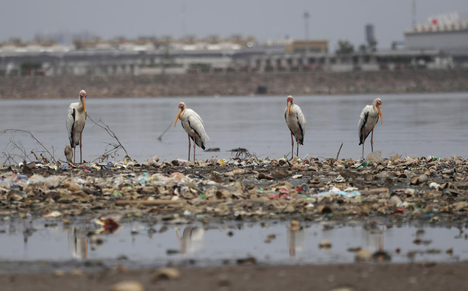 FILE - In this Oct. 19, 2021, file photo, Milky storks stand on garbage in Jakarta Bay in Jakarta, Indonesia. Jakarta's waters are polluted, contributing not only to a lack of clean drinking water, but also making flooding more likely during the rainy season. (AP Photo/Achmad Ibrahim, File)