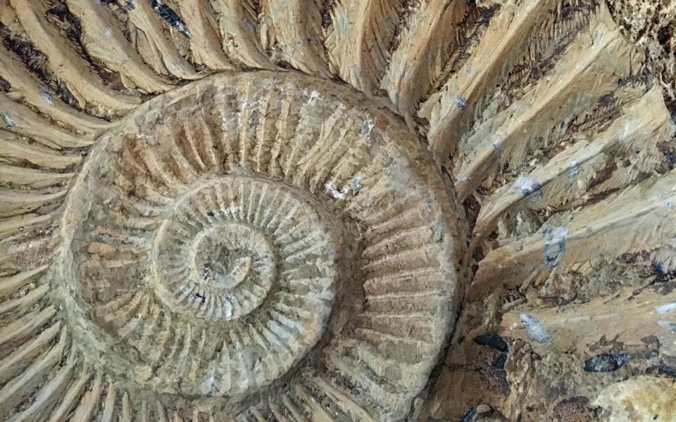 ammonites - getty