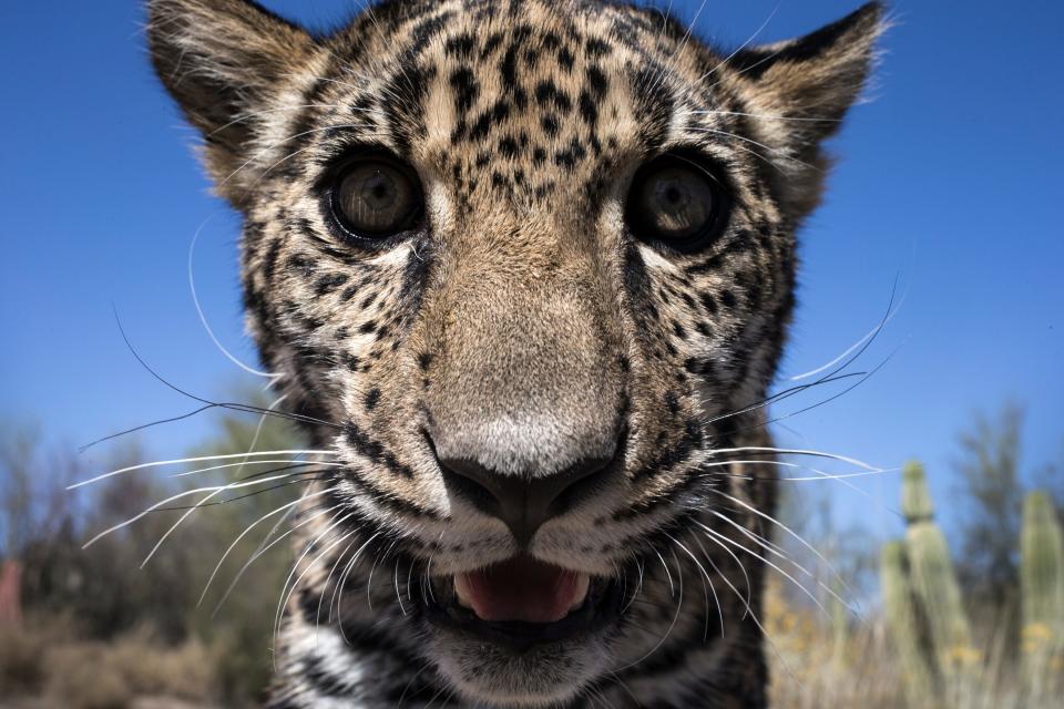 Tutu'uli, a 6-month old female jaguar is spotted at the Ecological Center of Sonora, Hermosillo, Mexico., March 19, 2017.
