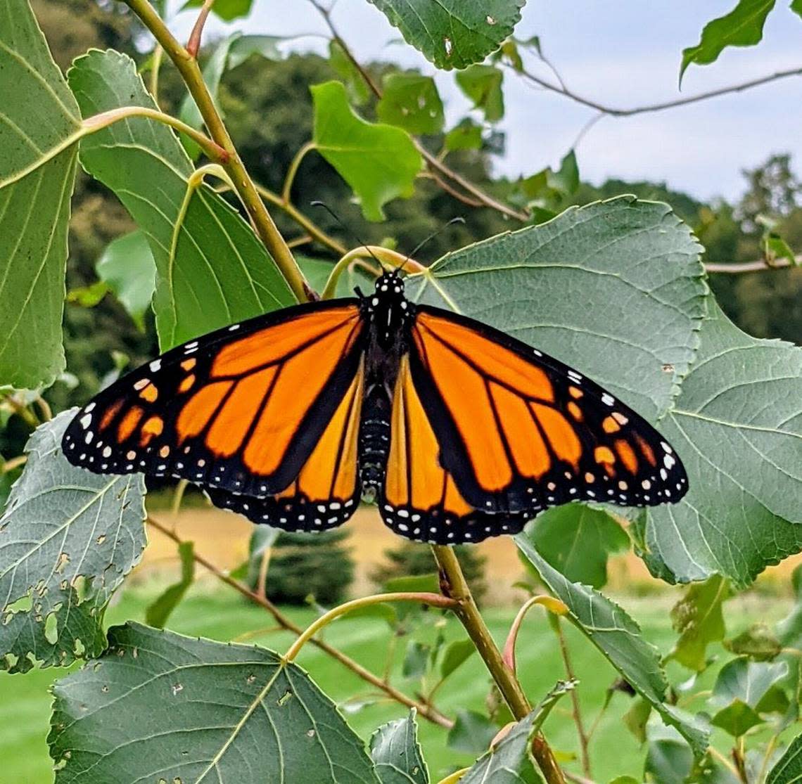 Monarch butterflies migrate south along the East coast in the fall, some remaining to overwinter in South Carolina.