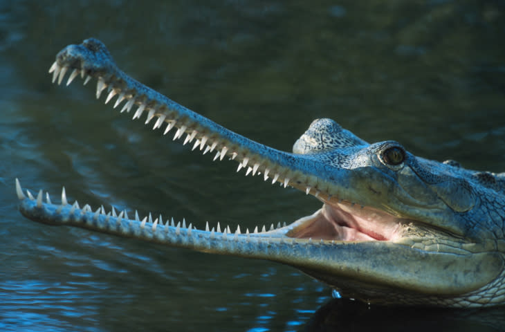 A pesar de que la mandíbula del Gavial parece feroz, es muy frágil / Foto: Thinkstock