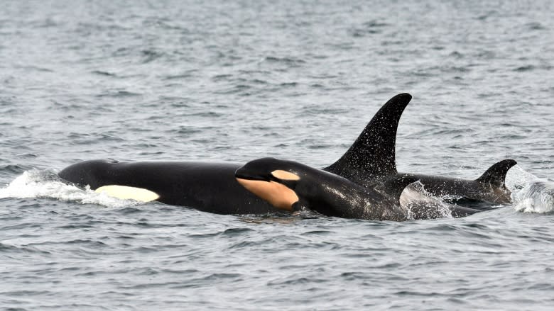 Orca calf raises hopes of baby boom in endangered population