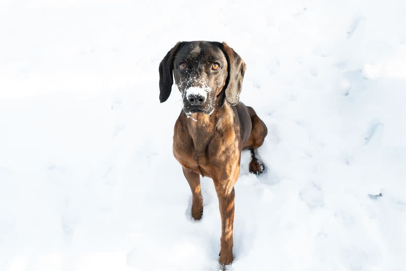 medium dogs bavarian hound