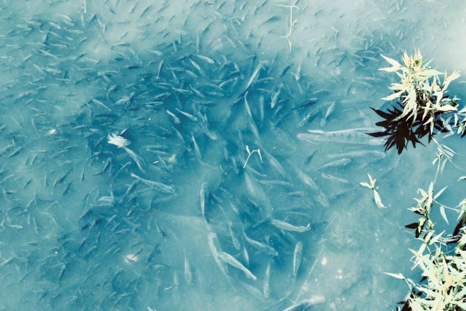 《圖說》在瓦磘溝大量繁殖的魚群。〈水利局提供〉