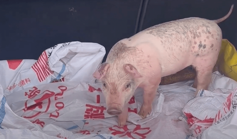 The woman’s other pig that was in her vehicle.