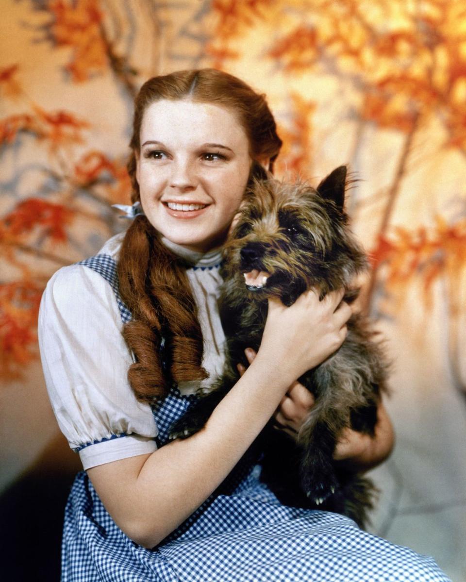 <p>Dorothy smiles with her adorable Cairn Terrier dog, Toto, in <em>The Wizard of Oz.</em> This heartwarming musical is one of the most iconic films in history. </p><p>But why was the breed chosen for the film? Bill tells us: "The Cairn Terrier is a native Scottish breed, taking their name from the Cairn – a small outcrop of stones which are common in the highland moors. The breed is very hardy and are also active, assertive and fearless."</p><p><a class="link " href="https://www.amazon.com/gp/video/detail/amzn1.dv.gti.96a9f795-737a-baf7-5891-c7f8427b0313?tag=syn-yahoo-20&ascsubtag=%5Bartid%7C10070.g.42720021%5Bsrc%7Cyahoo-us" rel="nofollow noopener" target="_blank" data-ylk="slk:Shop Now;elm:context_link;itc:0;sec:content-canvas">Shop Now</a></p>