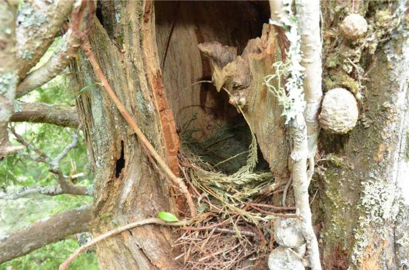 大雪山國家森林遊樂區森林護管員使用攀樹裝備攀升至40公尺樹冠層時，發現了飛鼠窩。（圖／農業部林業及自然保育署提供）