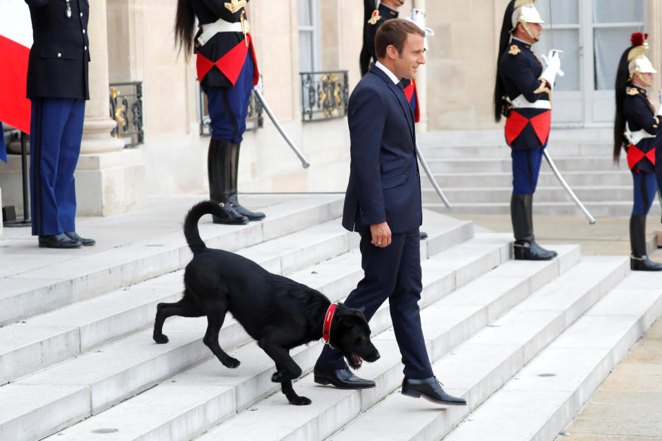 <p>Erstmals wird der französische Präsident Emmanuel Macron beim Empfang eines Staatsgastes von einem Hund begleitet. Macron hat den Labrador-Griffon-Mischling namens Nemo vor kurzem aus einem Tierheim adoptiert. (Bild: REUTERS/Charles Platiau) </p>