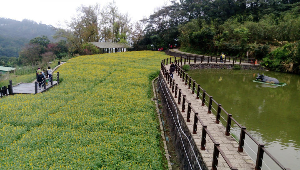 貓空休閒農業區-魯冰花（圖／北市產發局提供）