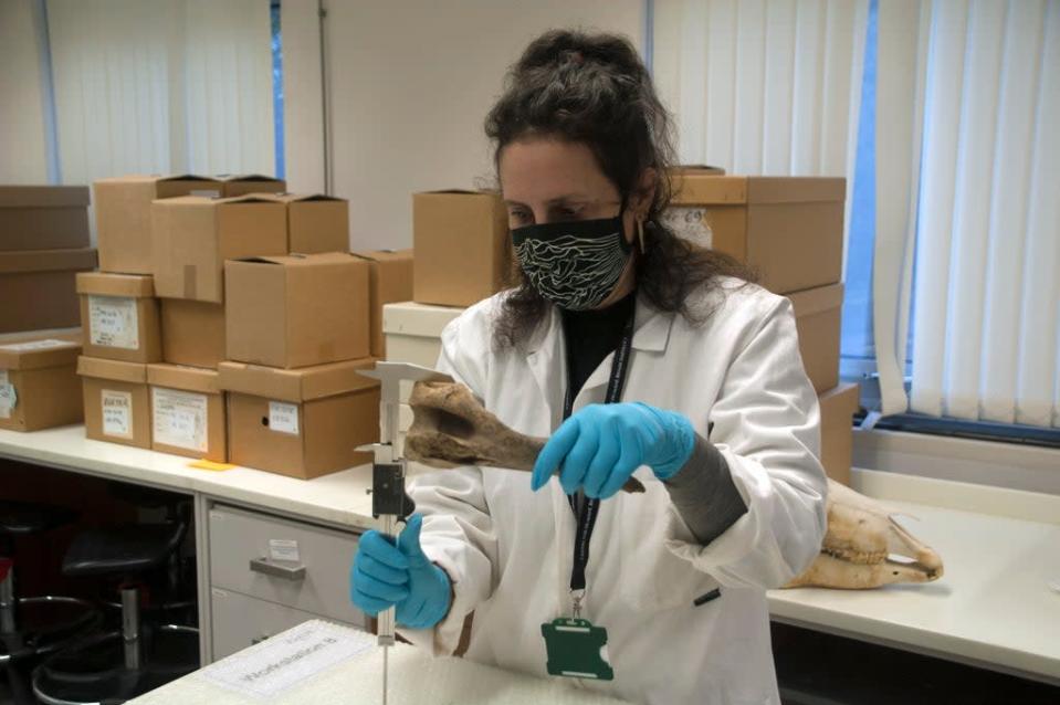 Dr Katherine Kanne from the University of Exeter measuring horse bones found in Goltho, Lincolnshire (University of Exeter/PA)