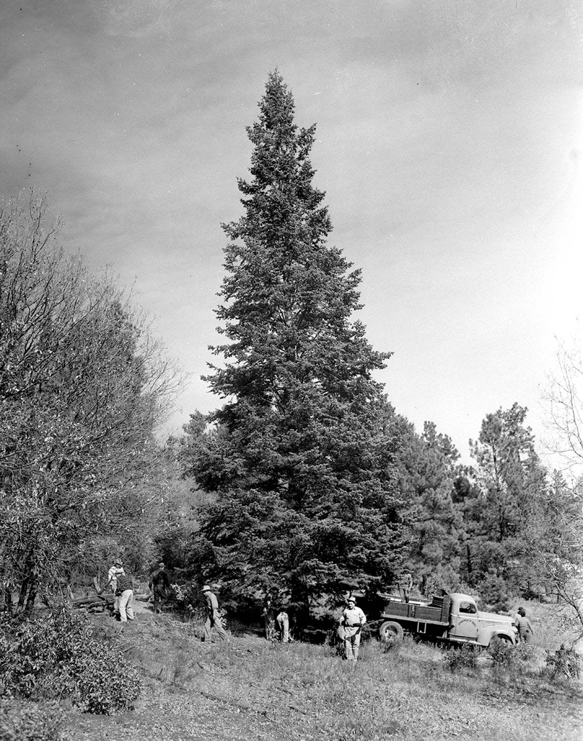 This huge white fir tree, photographed in its native habitat, the towering Sacramento Mountains of New Mexico, was brought by a tree hunting expedition arranged by the Star-Telegram. The tree was erected in Burk Burnett Park for Fort Worth’s first community Christmas celebration in 10 years. The view of the 60-foot tree shows woodsmen clearing underbrush before the tree was cut and lowered with ropes. Published in the Fort Worth Star Telegram morning edition, November 12, 1950.