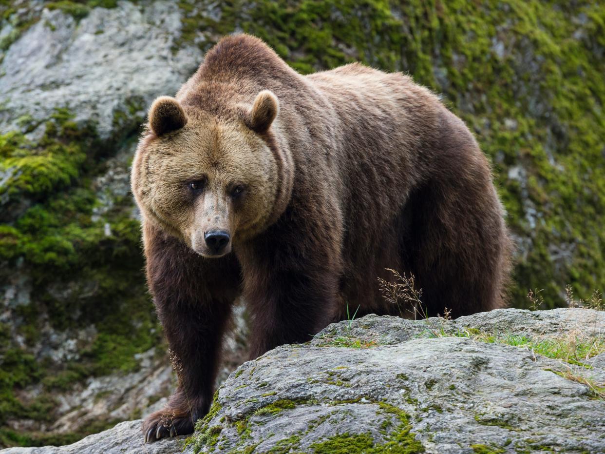 A brown bear in Bavaria, Germany.