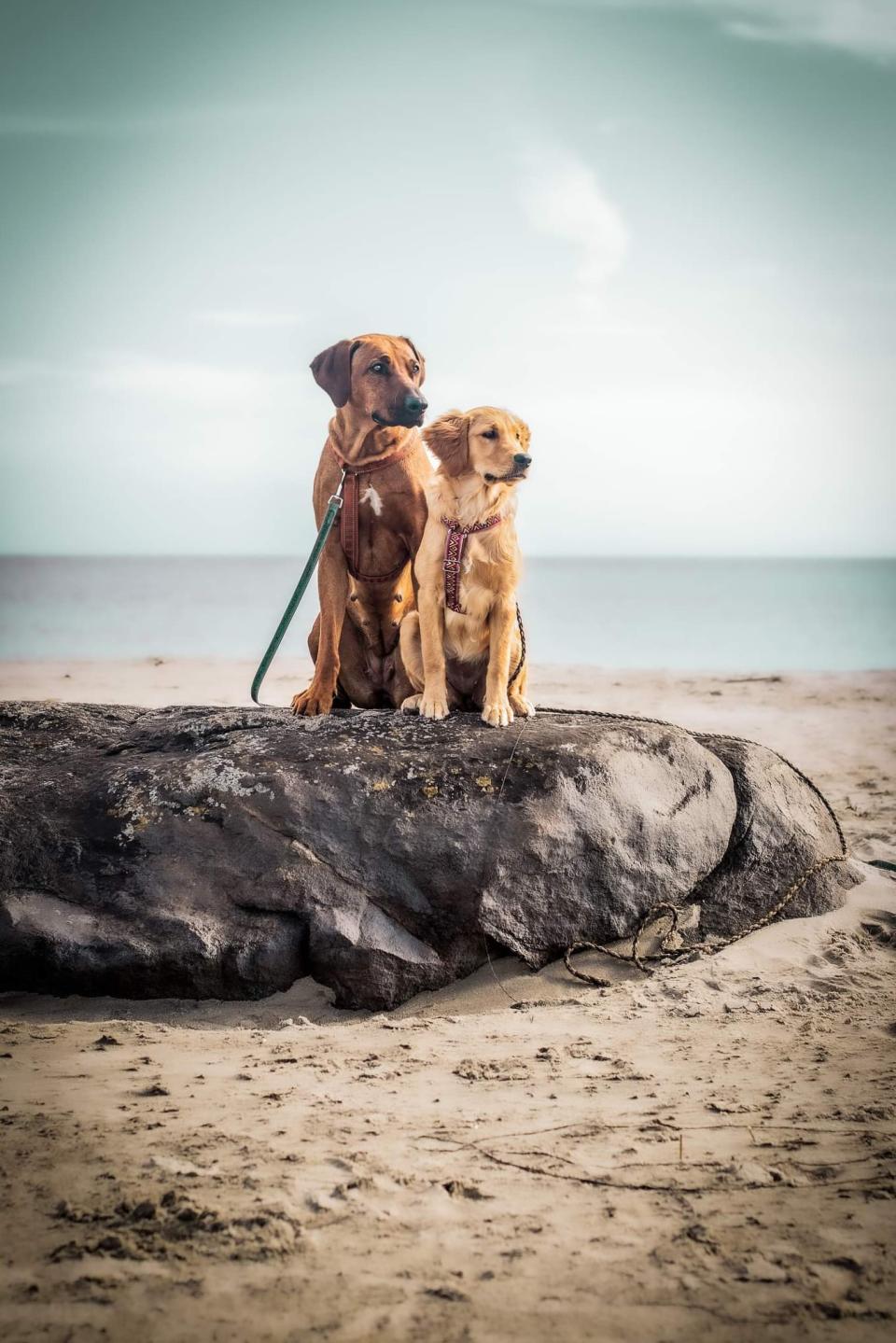 animal category dogs from CEWE Photo Award 2023