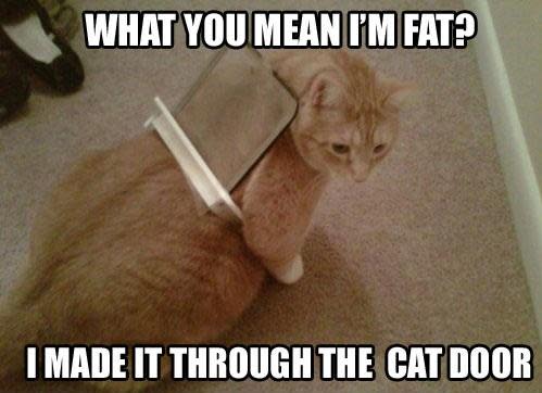 Funniest cat memes