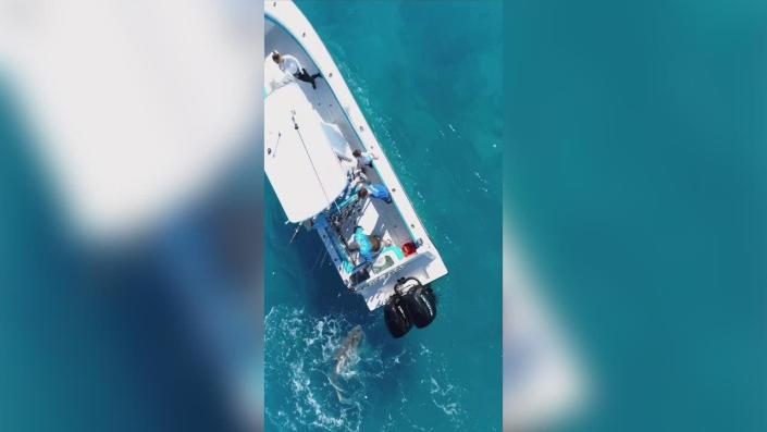 A bull shark attacks a fishing boat off the coast of Palm Beach, Florida