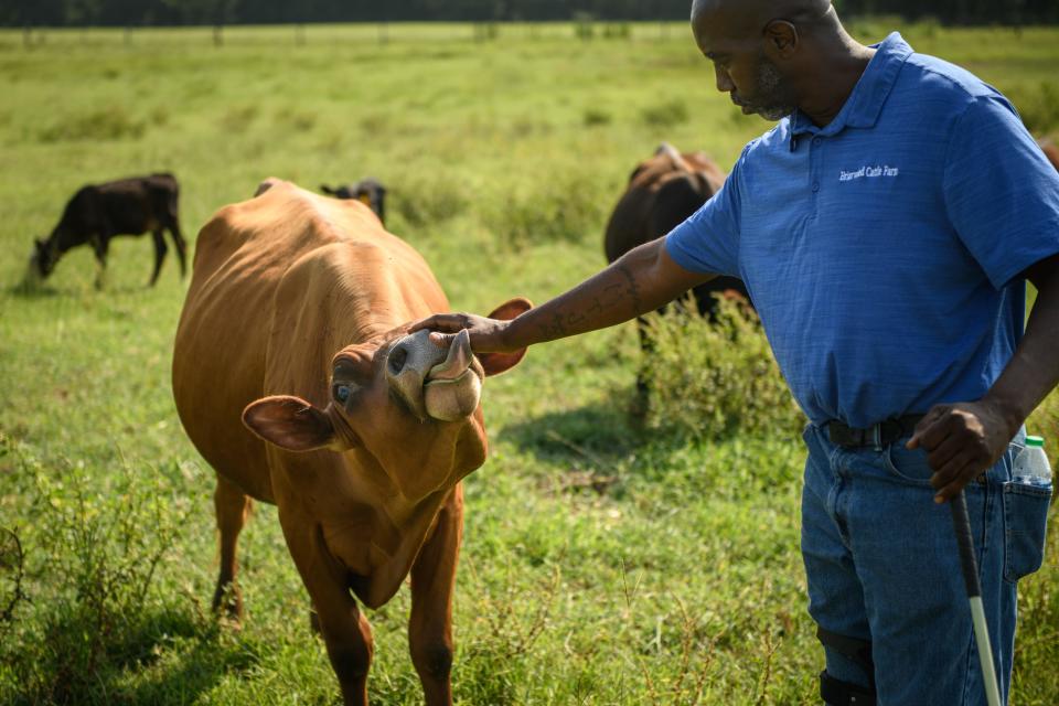 Marvin Frink rubs the head of his lead bull, City Boy, at Briarwood Cattle Farms in North Carolina.