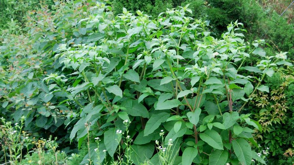 Pokeweed grows in rich low grounds, waste places, hog pens and barn lots throughout the state.