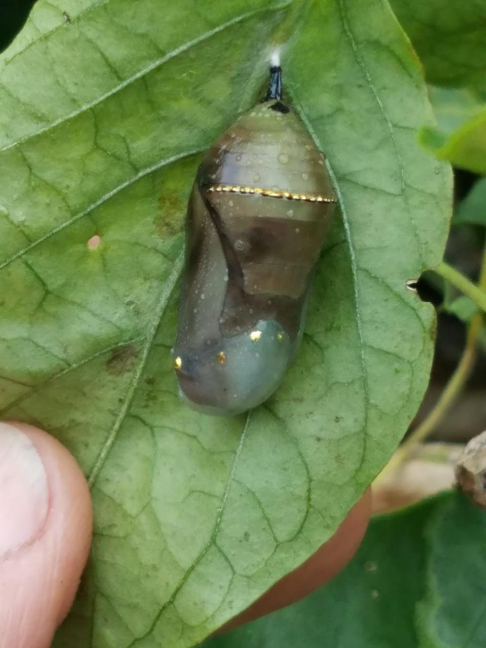 Monarch chrysalis in the garden.