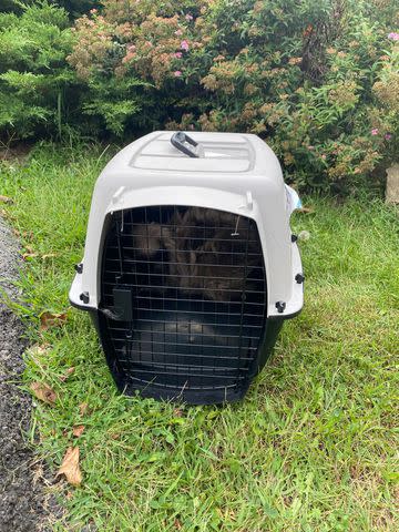 <p>Mackenzie, Colleen, and the staff and volunteers of White Oak Animal Safe Haven</p> Sagwa the cat in his crate near a busy road as he was found by White Oak Animal Safe Haven