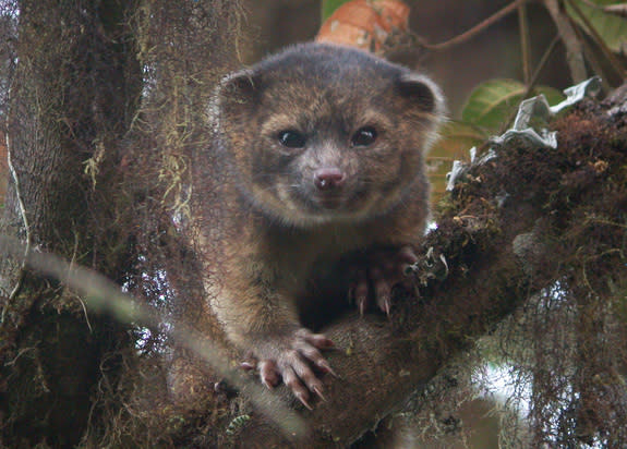 The olinguito (Bassaricyon neblina) is the first carnivore species discovered in the Western Hemisphere in 35 years.
