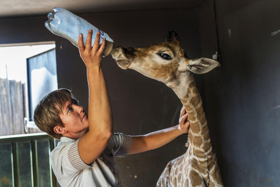 La cuidadora Janie Van Heerden alimenta a Jazz, una jirafa huérfana de nueve días, en el orfanato Rhino en la provincia Limpopo de Sudáfrica, el viernes 22 de noviembre de 2019. (AP Foto/Jerome Delay)