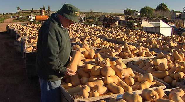 Butternut pumpkin or butternut squash, what ever they are called Riverland farmers are stuck with them. Photo: 7News.