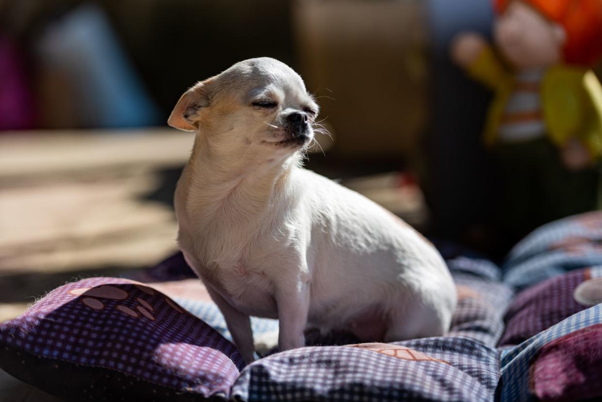 Cute White Chihuahua  Sunbathing on Blanket Outdoors on Spring Sunny Day