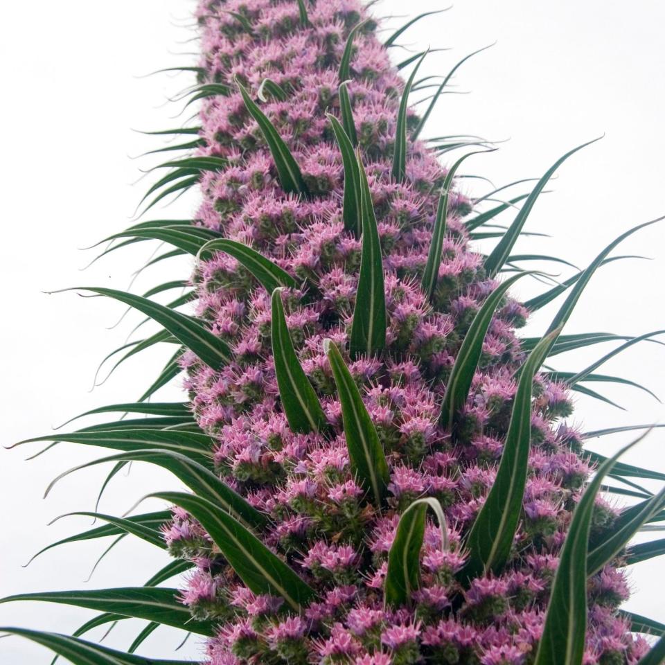 Echium ‘Pink Fountain’ - Lee Thomas