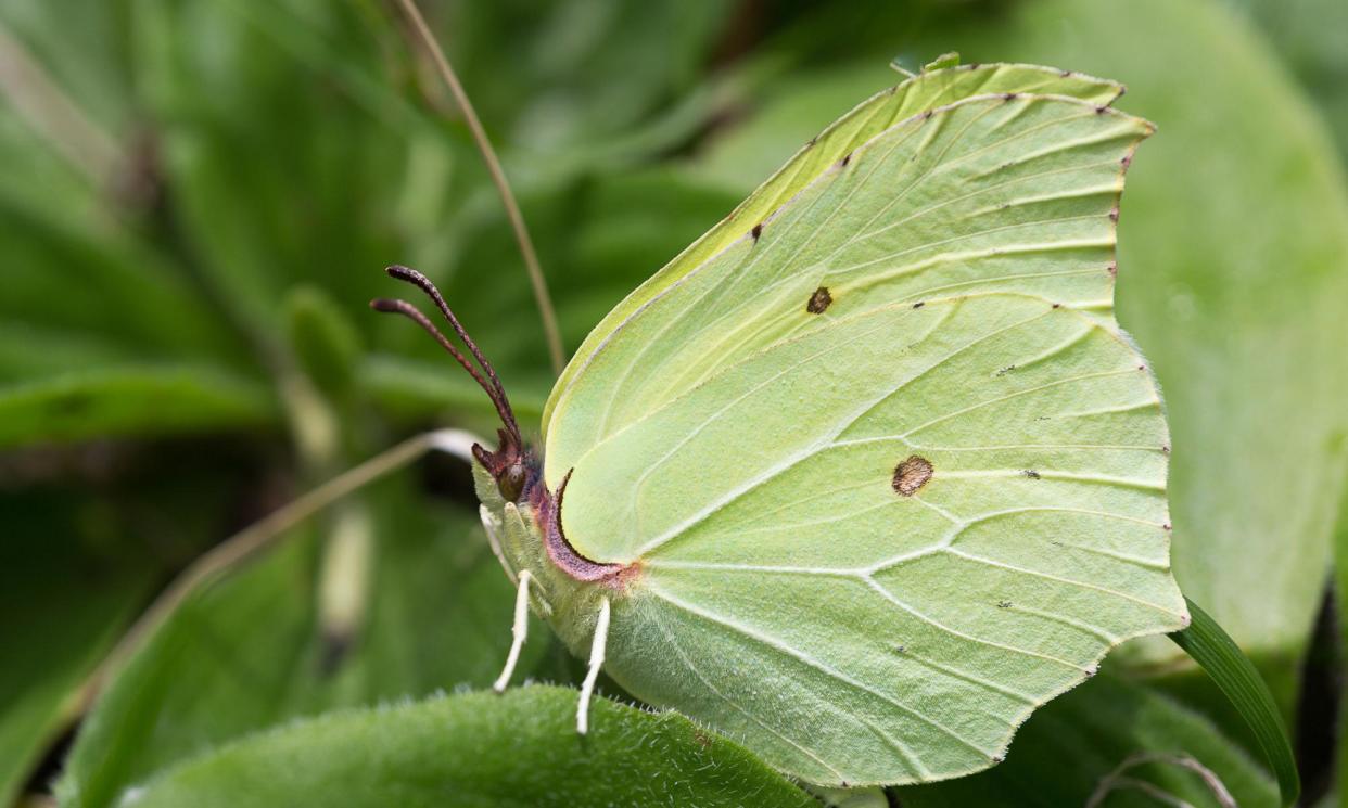 <span>A male brimstone butterfly. ‘This year, I saw one in Surrey on 15 February alongside the blossoming blackthorn and cherry plum.’</span><span>Photograph: Living Levels Photography/Alamy</span>