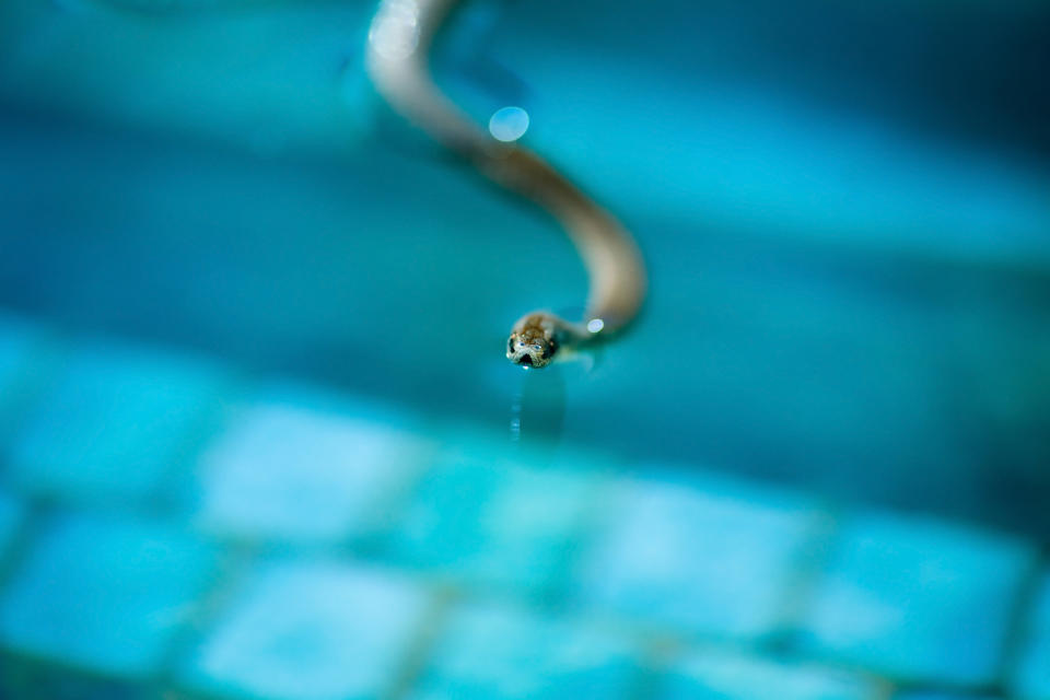 Sharp-tailed snake (Contia tenuis) found trapped in a swimming pool.