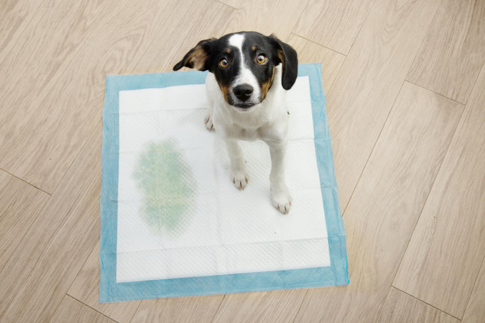 dog on a pee pad