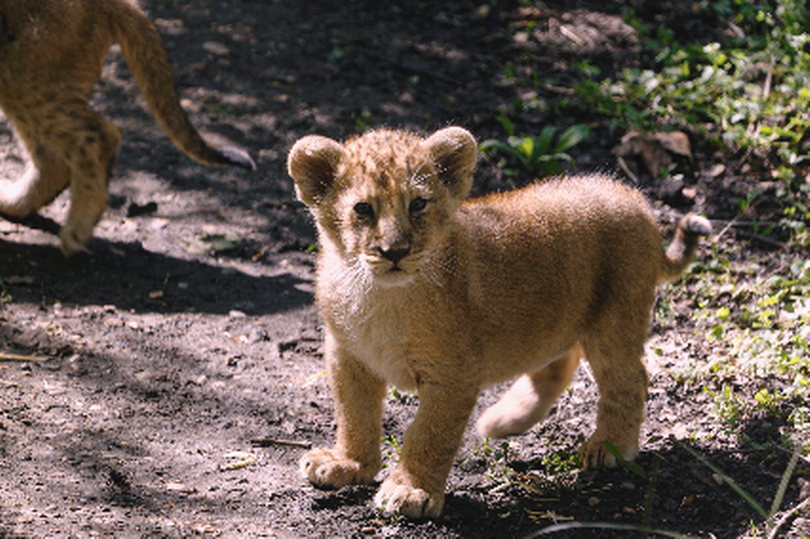 London Zoo’s three Asiatic lion cubs have been spotted taking their first steps