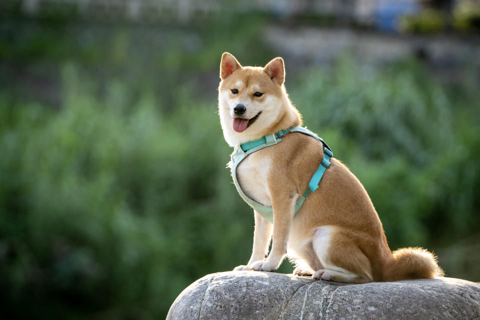 Shiba Inu (Getty Images)