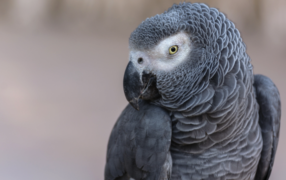 The crime was witnessed by Bud the Parrot (Picture: Rex)