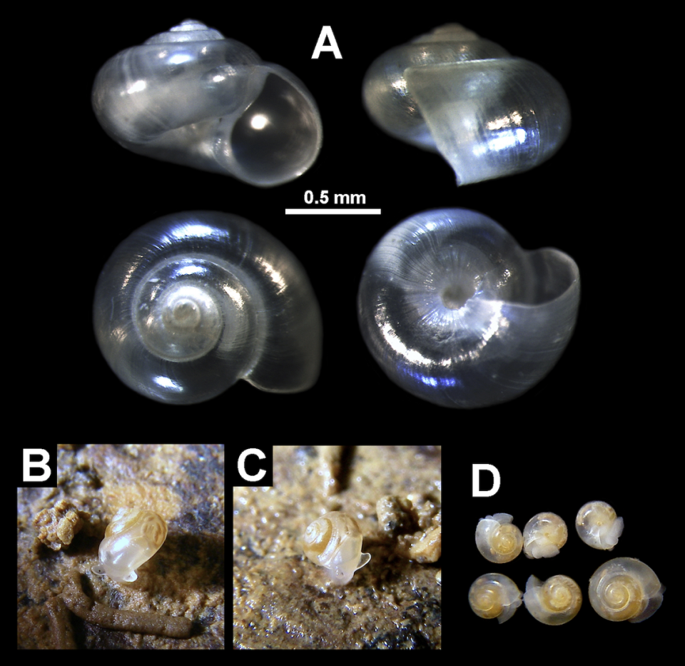 Shells and live specimens of Xenassiminea nana, or the strange dwarf snail. Photo from Fukuda (2023) shared by Hiroshi Fukuda