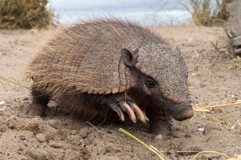 armadillo peludo