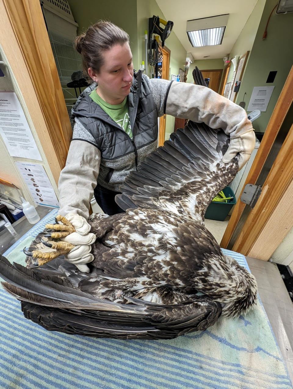 Humane Indiana Wildlife Director Nicole Harmon works with the bald eagle from Potato Creek State Park that the Valparaiso wildlife rehabilitation facility tried to save from lead poisoning on Jan. 29, 2024.