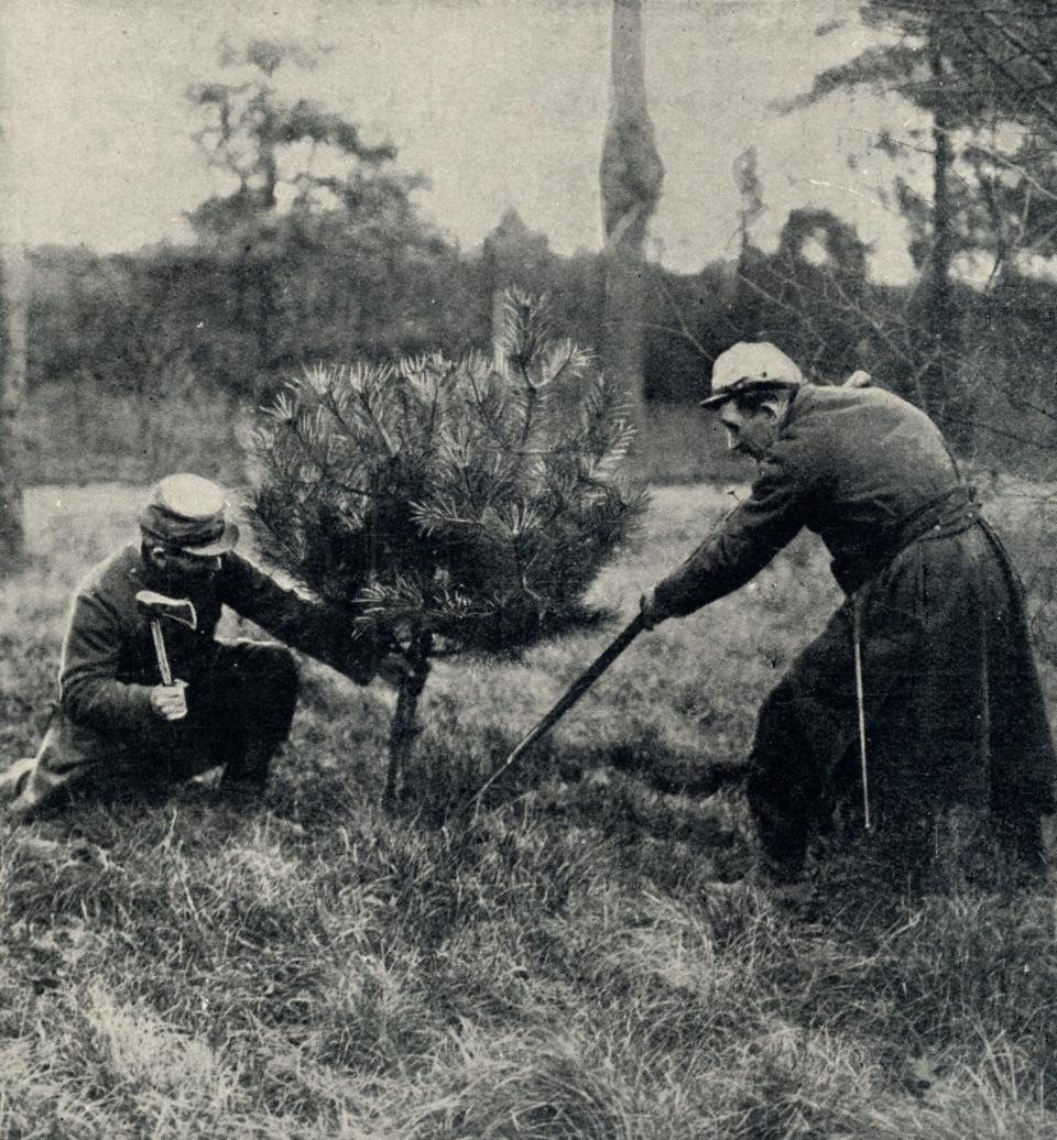 Zwei britische Soldaten an der Front fällen einen kleinen Weihnachtsbaum. 1914. - Copyright: picture alliance / Mary Evans Picture Library