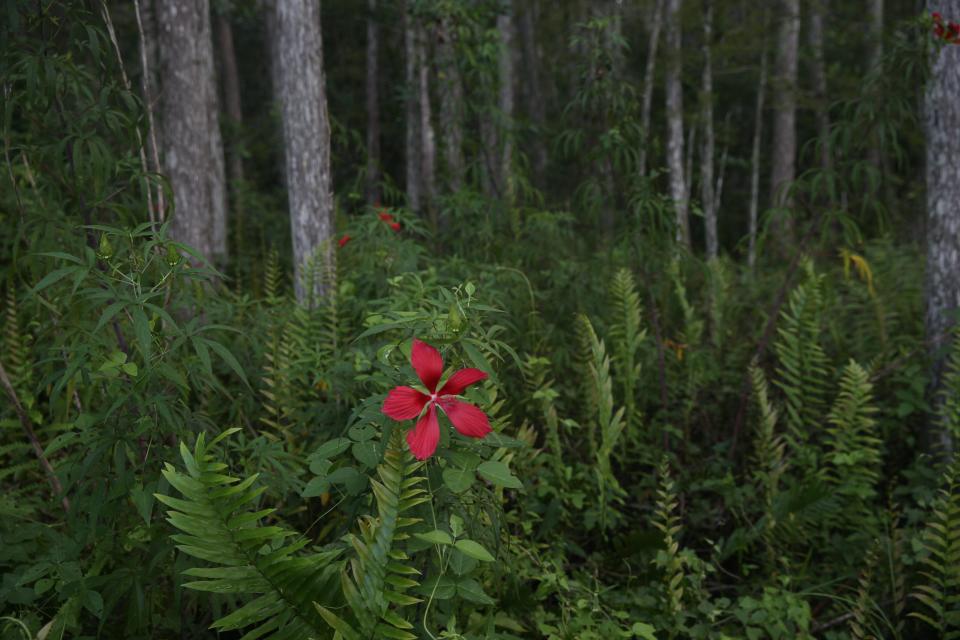 Connect with nature during the guided forest bathing meditation at Corkscrew Swamp Sanctuary.