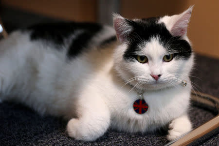 Lawrence of Abdoun, the first diplo-cat to be appointed by the British Embassy in Jordan is seen at the embassy headquarters in Amman, Jordan, November 15, 2017. REUTERS/Muhammad Hamed