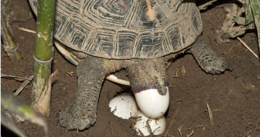 食蛇龜數量稀少、瀕近絕種，翡翠水庫則在2013年成立保育區，2017年更被拍到食蛇龜下蛋的珍貴畫面。（圖／翡管局提供）