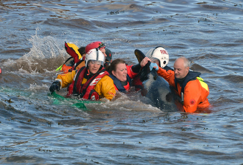 PITENWEEM, SCOTLAND - SEPTEMBER 02: Emergency services attempt to rescue a large number of pilot whales who have beached on September 2, 2012 in Pittenweem, near St Andrews, Scotland. A number of whales have died after being stranded on the east coast of Scotland between Anstruther and Pittenweem. (Photo by Jeff J Mitchell/Getty Images)