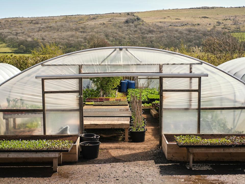 Polytunnels protect the more finicky plants from Cumbria’s often erratic weather, and houses some of the restaurant’s experiments (Cristian Barnett)