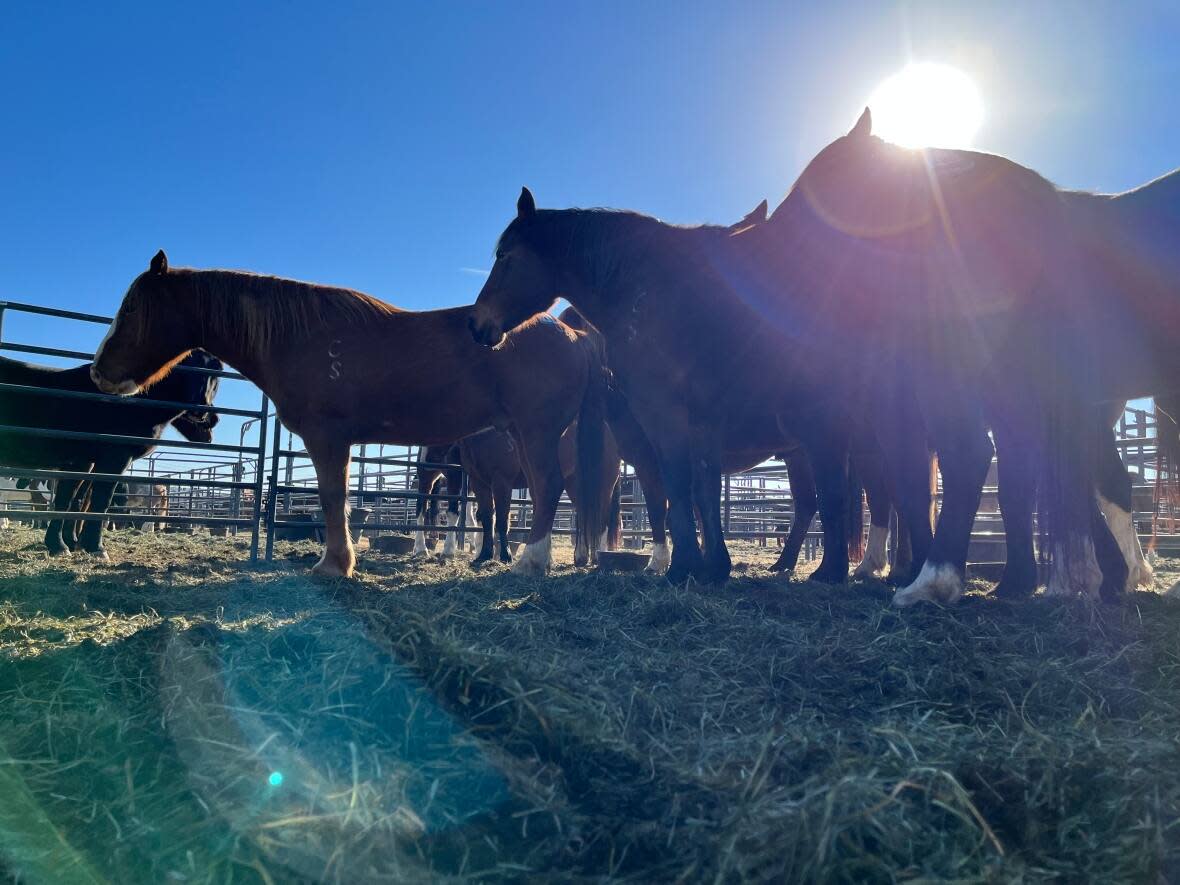 Horses from the Calgary Stampede Ranch prepare for bareback and saddle bronc competitions at the National Finals Rodeo in Las Vegas. (Submitted by the Calgary Stampede - image credit)