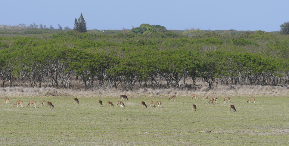 This image provided by Honolulu Civil Beat shows axis deer grazing in a field near Hoolehua, Hawaii on the island of Molokai, Jan. 15, 2021. Axis deer, a species native to India that were presented as a gift from Hong Kong to the king of Hawaii in 1868, have fed hunters and their families on the rural island of Molokai for generations. But for the community of about 7,500 people where self-sustainability is a way of life, the invasive deer are a cherished food source but also a danger to the island ecosystem. Now, the proliferation of the non-native deer and drought on Molokai have brought the problem into focus. Hundreds of deer have died from starvation, stretching thin the island's limited resources. (Cory Lum/Honolulu Civil Beat via AP)
