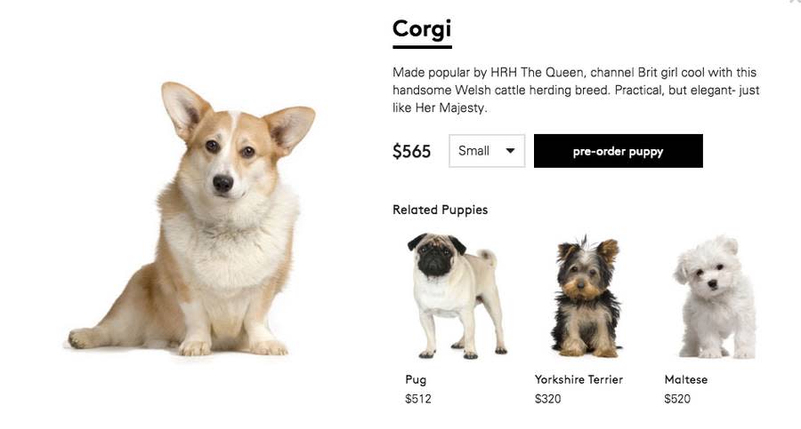 Online Retailer Claims to Be Selling Puppies as Fashion Accessories; Internet Goes in Hard