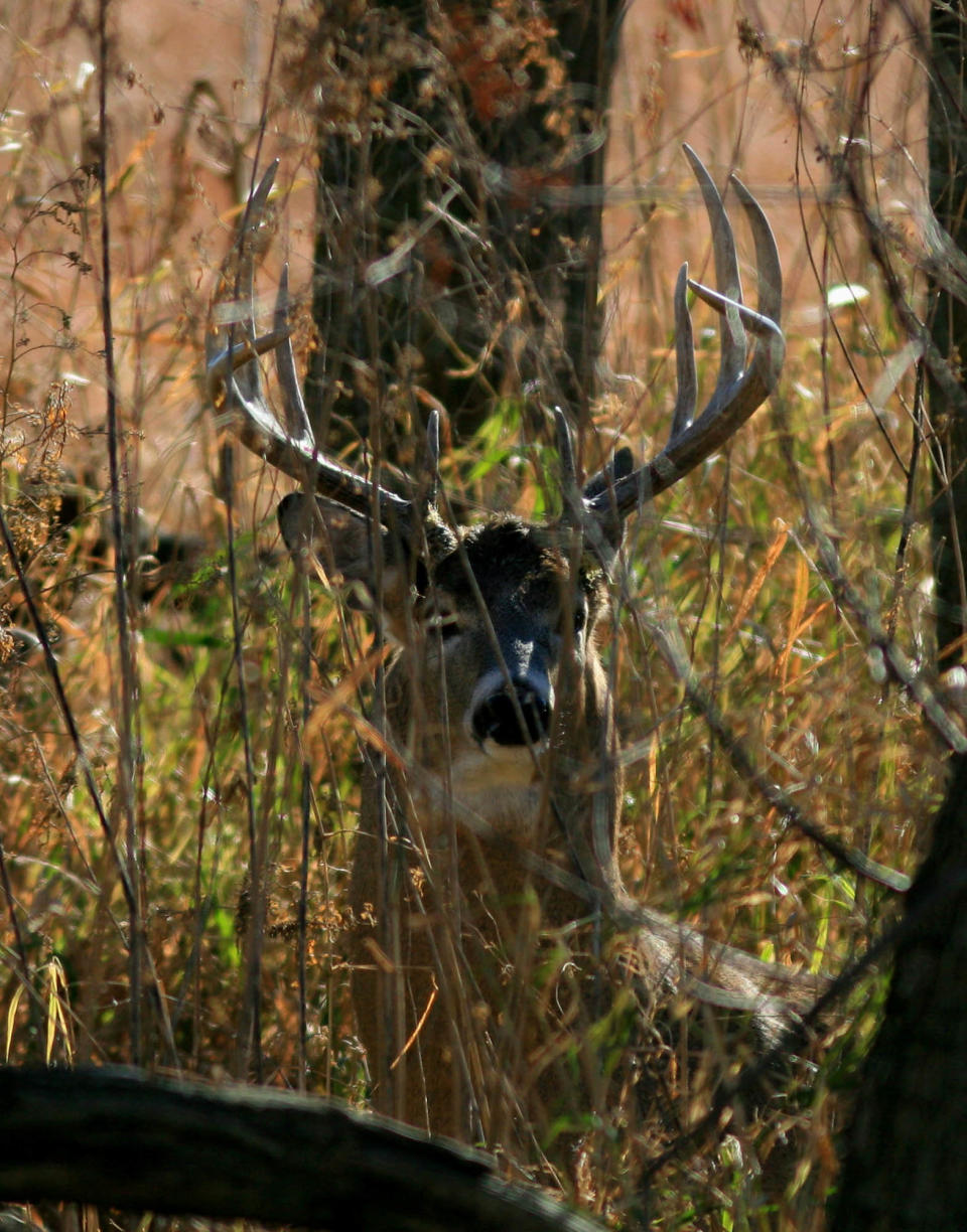 Missouri's deer population stands at an estimated 1.5 million in 2022.